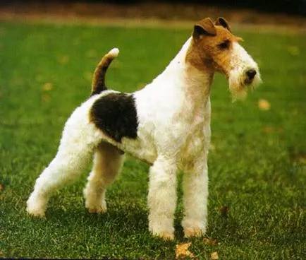 Cum să cumpere un catelus Wire Fox Terrier - Cum de a ridica un terrier catelus vulpe - caini de rasa