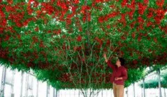 Hogy hívják azt a dekoratív bonsai, bárhol más, mint a jelenlegi