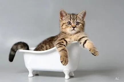Как да научим котка не се страхува от вода
