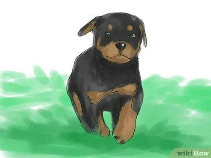 Hogyan kell tanítani a kiskutyát rottweiler kövesse az egyszerű parancsokat