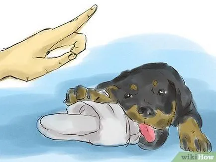 Как да научим кученцето си ротвайлер следва прости команди