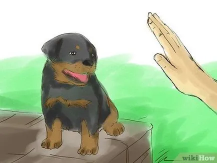 Как да научим кученцето си ротвайлер следва прости команди