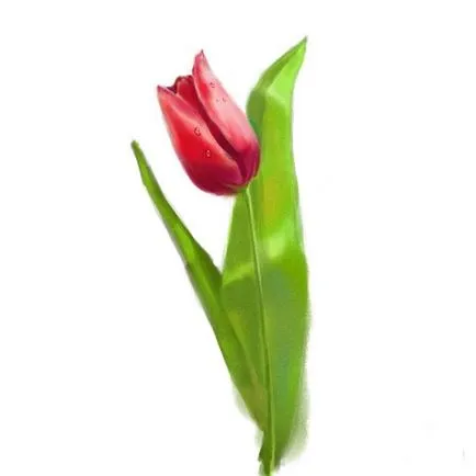 Hogyan kell felhívni a tulipán gouache szakaszaiban