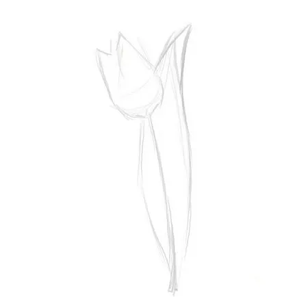Hogyan kell felhívni a tulipán gouache szakaszaiban