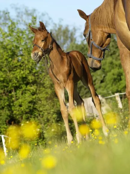 Hogyan kell tanítani egy lovat ülni - hogyan megszerezzék a bizalmat egy ló - ellátás és oktatás