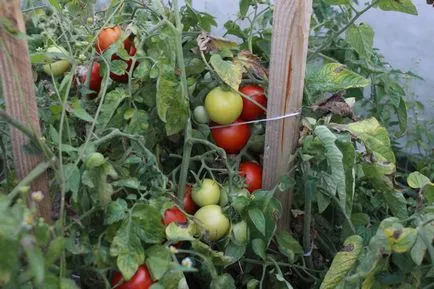 Cum să cultive pământul după căderea manei la tomate