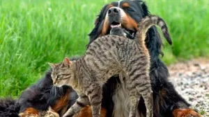Бяс при кучета и котки - причини, симптоми, диагностика, лечение и профилактика, както и