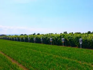 Üzleti napraforgó termesztés Ukrajnában - Gazdaság