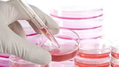 Bioengineers fejlődő új kezelések a degeneratív betegség lemez, Dikulja Központ