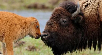 Bison fotók az állatok