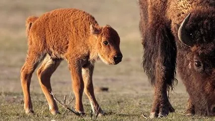 Bison снимки на животни