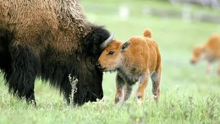 Bison fotók az állatok