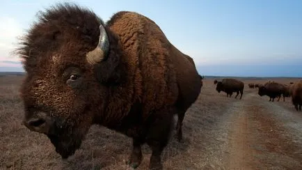 fotografii Bison de animale