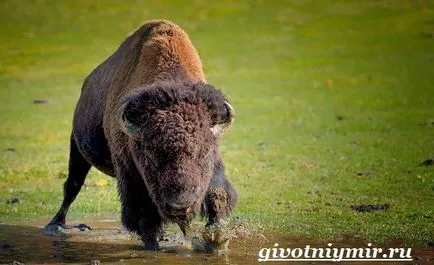 bizoni animale