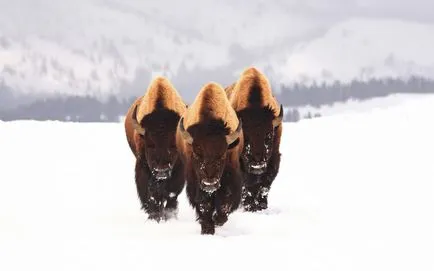 Bison снимки на животни