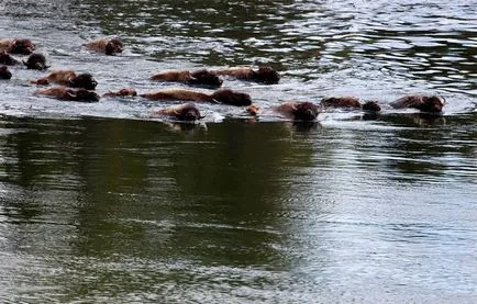 Bison - pentru copite cele mai masive de pe pământ