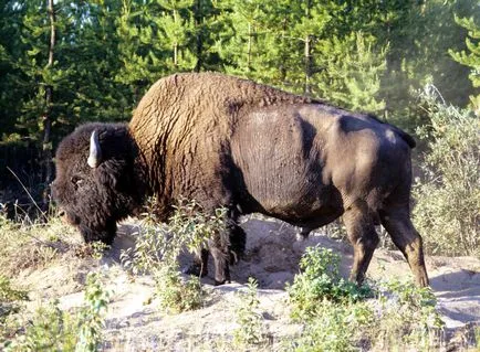 Bison снимки на животни