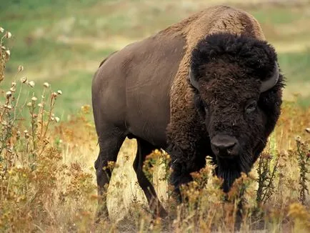 Bison - най-масивната копитен на земята