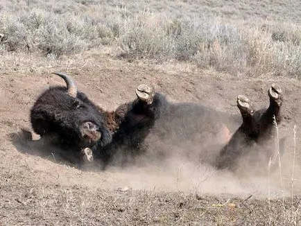 Bison, снимки