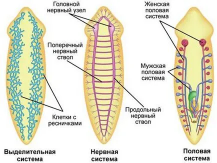 Structura albă Planaria, modul de viață, reproducere, și ciclul de dezvoltare