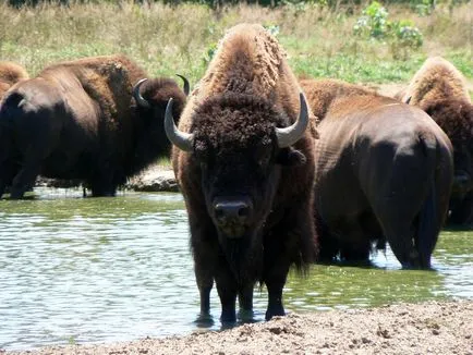 Bison fotók az állatok