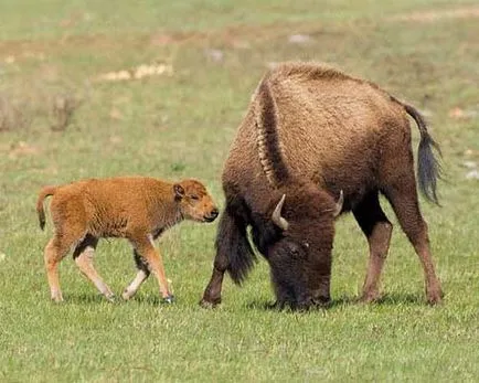 Bison, снимки