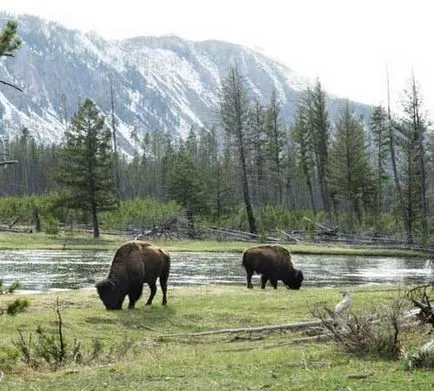 Bison, снимки