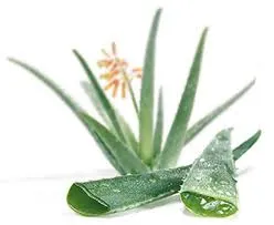 Aloe prosztatagyulladás