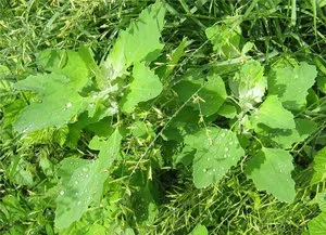 Quinoa, hogyan kell kezelni a gyomok saját nyaraló