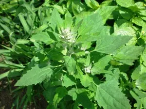 Quinoa, hogyan kell kezelni a gyomok saját nyaraló