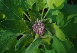 iarbă quinoa și daune plantelor și metode de video luptă