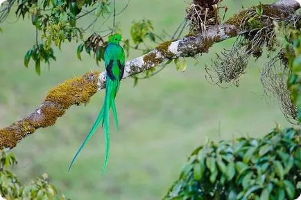 Quetzal resplendent (limba latină: