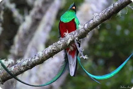 Quetzal resplendent (limba latină: