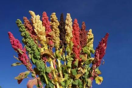 Quinoa fű és növény károsodás és módszerek harc video