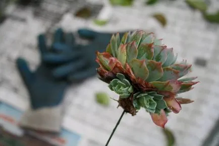 Kvіtkova nіmfa - Decor nunta si floristica ca un add suculentele intr-un buchet - kvіtkova nіmfa