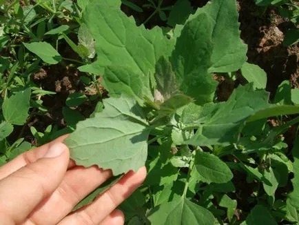 iarbă quinoa și daune plantelor și metode de video luptă