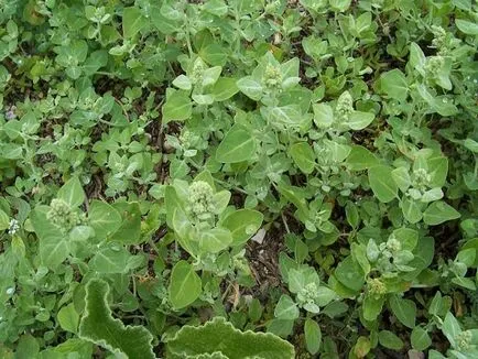 iarbă quinoa și daune plantelor și metode de video luptă