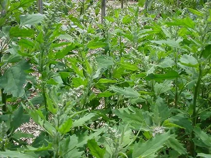 iarbă quinoa și daune plantelor și metode de video luptă