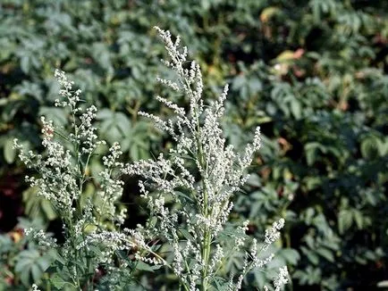 iarbă quinoa și daune plantelor și metode de video luptă