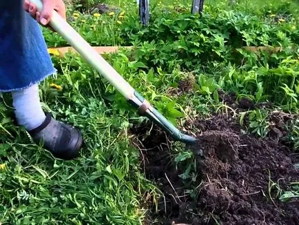 Quinoa fű és növény károsodás és módszerek harc video