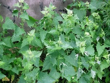 Quinoa fű és növény károsodás és módszerek harc video