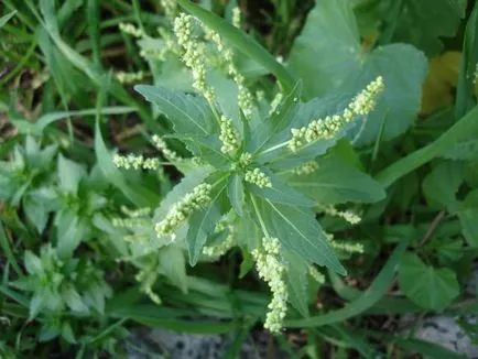 iarbă quinoa și daune plantelor și metode de video luptă