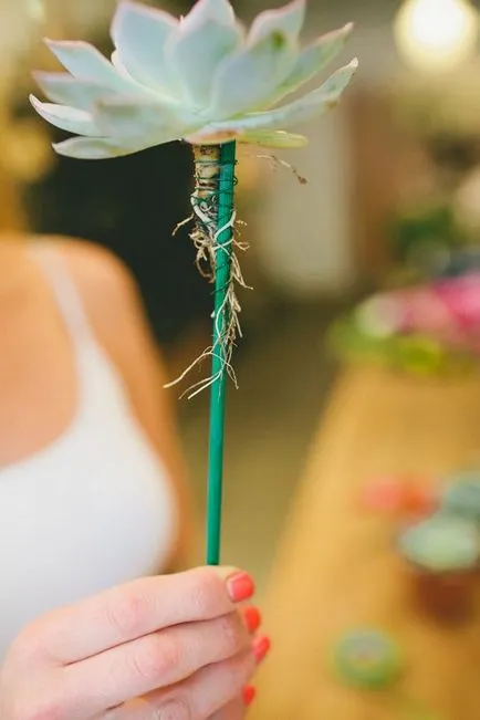 Kvіtkova nіmfa - esküvői dekoráció és virág, mint egy hozzá pozsgás egy csokor - kvіtkova nіmfa