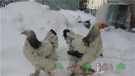Как да се изгради кокошарник през зимата със своя ръце фото и видео