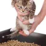 Hogyan lehet csökkenteni a karom a macska - a macska karmai Care