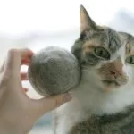 Как да се намали ноктите на котката - Грижа котката нокти