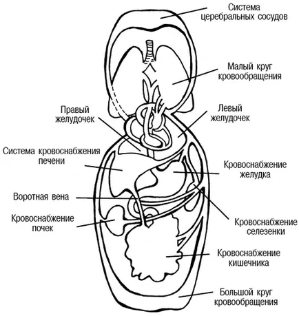 Как сърдечно-съдовата система