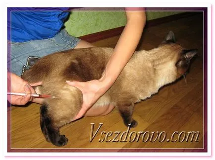 Cum se face o injecție intramusculară pisica & amp; # 128 049