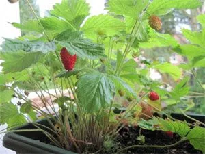 Как да запазите разсад ягоди до пролетта