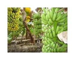 Hogyan törődik egy banánt pálmafa
